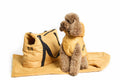 Abrigo de Plumas FashionDog